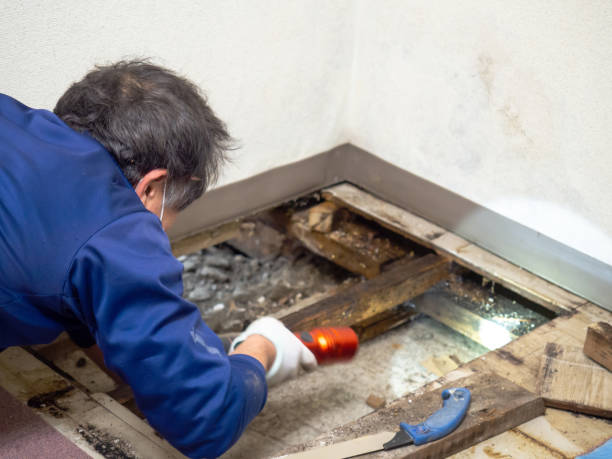 Reliable North Terre Haute, IN Mold Removal Solutions