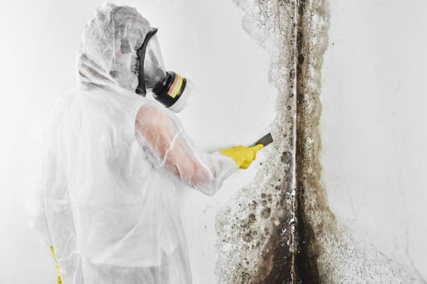 Home Mold Removal in North Terre Haute, IN