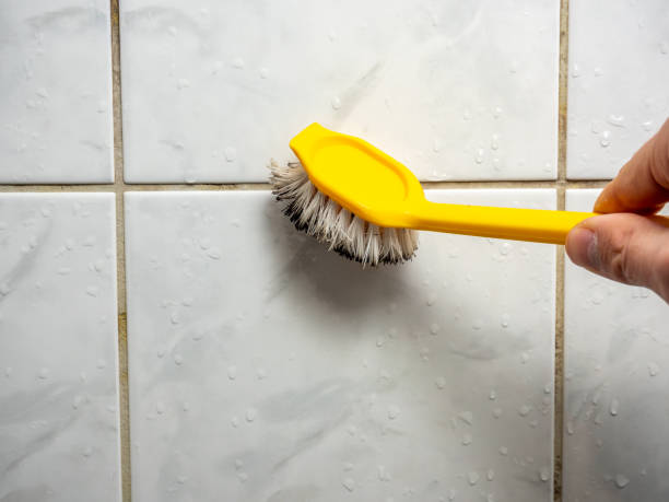 Best Same-Day Mold Removal  in North Terre Haute, IN