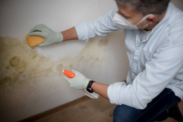 Best Local Mold Removal Service  in North Terre Haute, IN