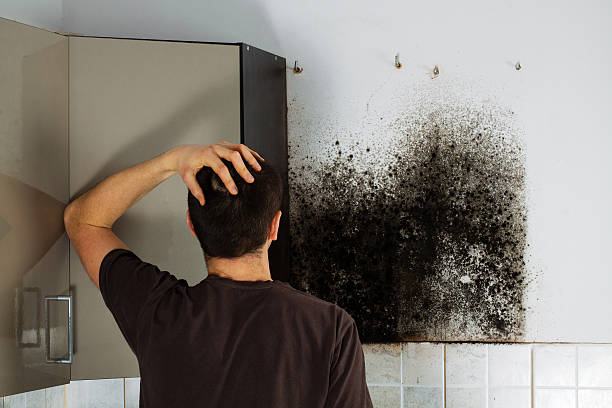 Best Emergency Mold Removal  in North Terre Haute, IN